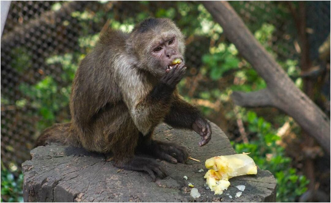 Los animales reciben hielos y paletas de distintos sabores y colores para mantenerlos frescos. Foto: Especial
