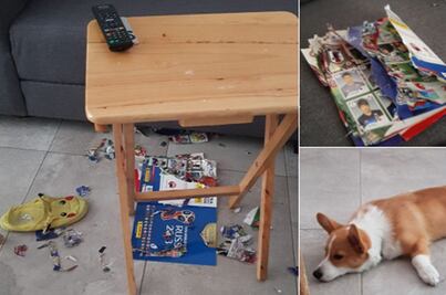 Panini regala álbum a dueña de Yoda, un corgi que hizo una travesura 