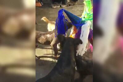 Hacen posada para perros callejeros en Hidalgo