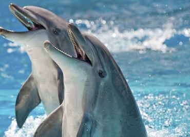Los delfines "gritan" debido al creciente ruido submarino