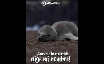 Buscan nombre para bebé pingüino en Veracruz