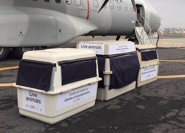 Trasladan a crías de cóndor a Baja California