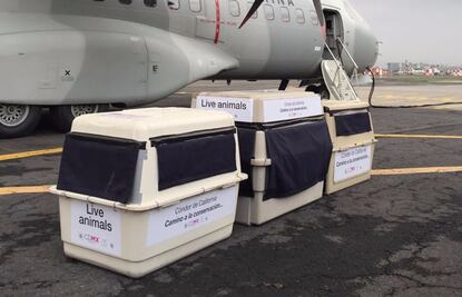 Trasladan a crías de cóndor a Baja California