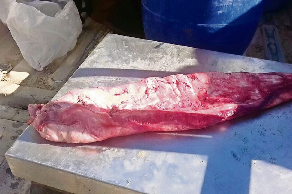 Botín. El buche de totoaba, por sus dimensiones y peso, tiene un valor aproximado de 15 mil dólares en el mercado negro. (PROFEPA)