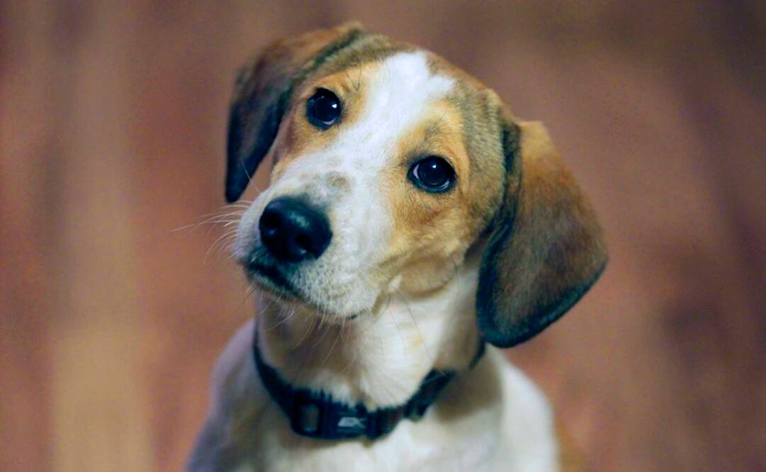 Imagen de recurso de un perro (Foto: Archivo / AP)