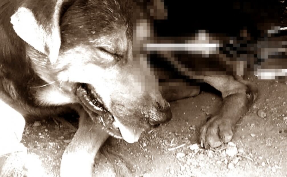 Le clavan tijeras en el ojo a “Chincolo”, un perro callejero del Edomex