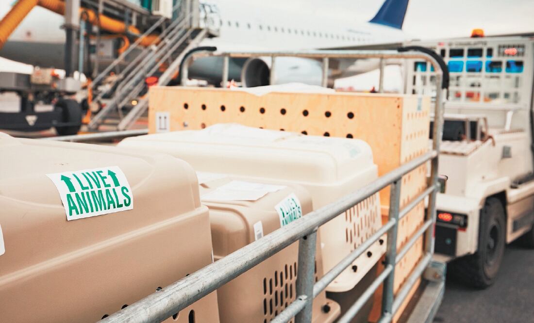 Efecto. En septiembre pasado, la demanda de transporte aéreo de mercancías registró una disminución de 4.5%, de acuerdo con la IATA. Foto/Archivo El Universal