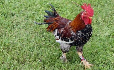 Muere niño de un infarto tras ser perseguido por un gallo