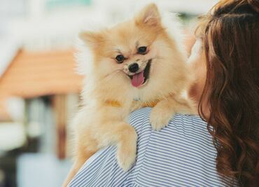 10 juegos de inteligencia para divertirte con tu perro, según experta