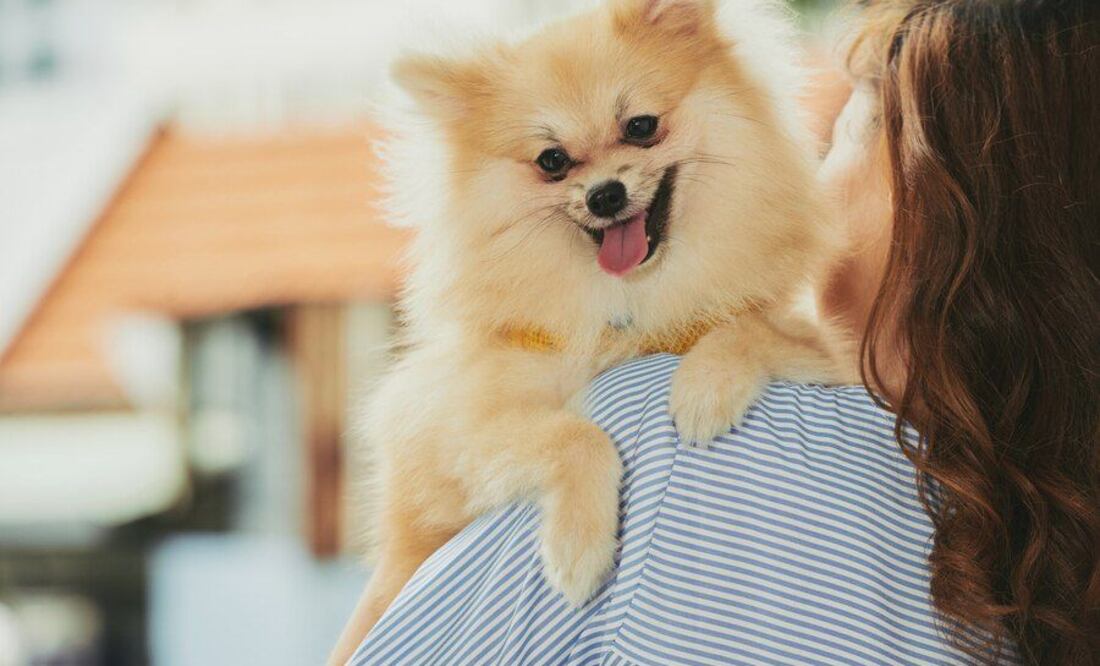 La obediencia es la manera perfecta de estimular la mente de un perro y enseñarle comportamiento.
Foto: Producción El Universal