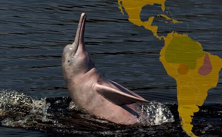 Atrapados: Los delfines rosados del río Madeira