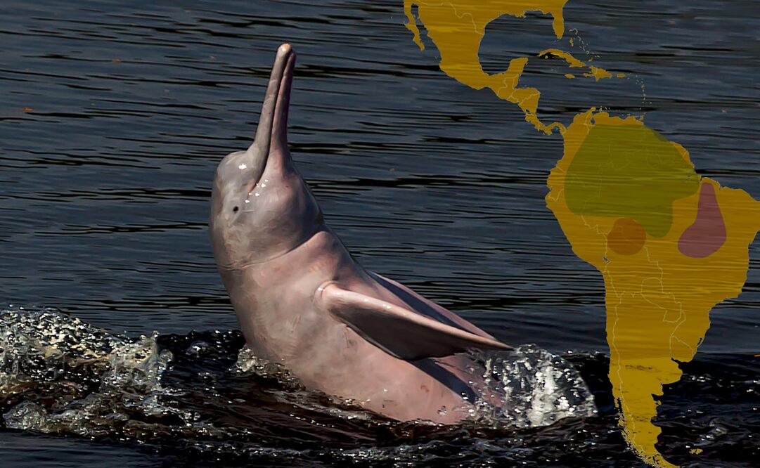 Atrapados: Los delfines rosados del río Madeira