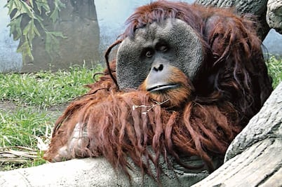 Bacteria podría afectar a más animales, dicen 