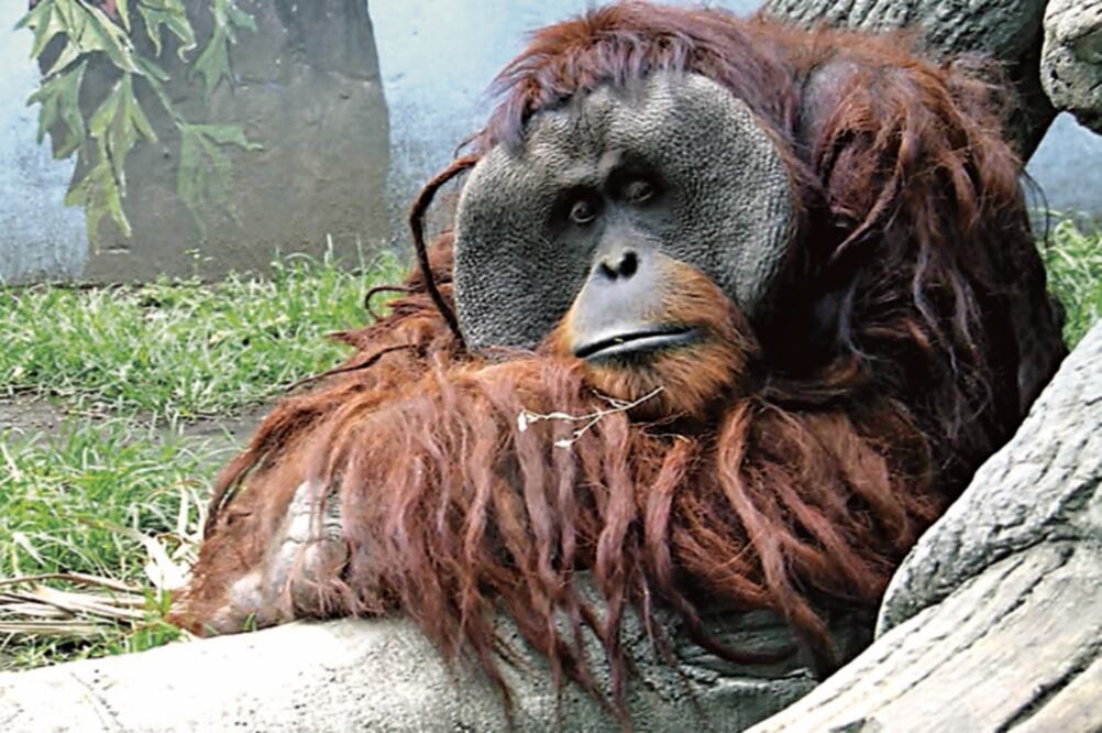 La leptospirosis causó a Jambi hemorragias y congestión en sus pulmones, insuficiencia cardiaca y necrosis en hígado (ARCHIVO EL UNIVERSAL)