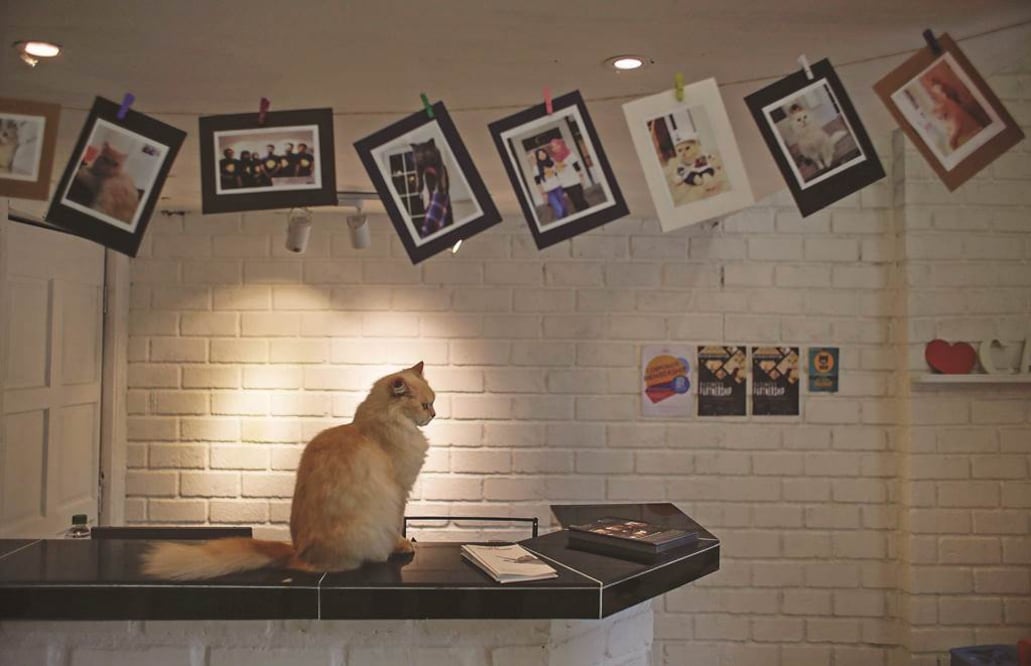 Gata extraviada en California aparece en Canadá 