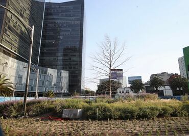 Esta es la historia del ahuehuete de Paseo de la Reforma, antes de que anunciaran su retiro