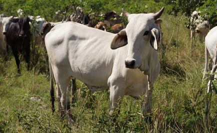 Negocian liberar a sujeto que robó vaca en Pachuca