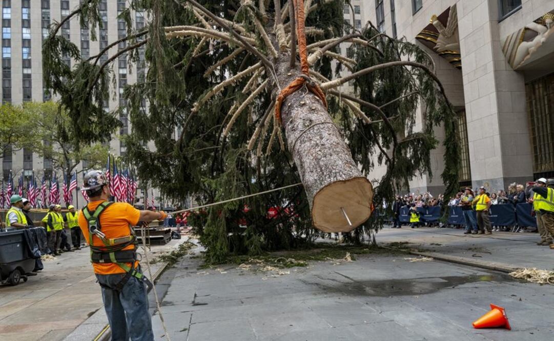 Trabajadores y una grúa colocan el árbol de Navidad de Nueva York en su lugar en el Rockefeller Center. Foto: AP