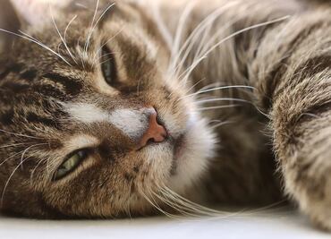 Día del Gato 2025: conoce algunos datos curiosos sobre los felinos; esto es lo que no conocías de ellos