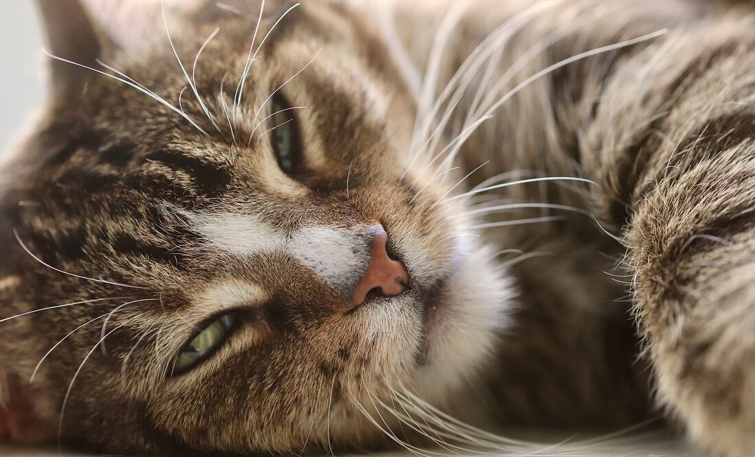 Algunos datos curiosos que tienes que saber sobre estos felinos. Foto: Pixabay