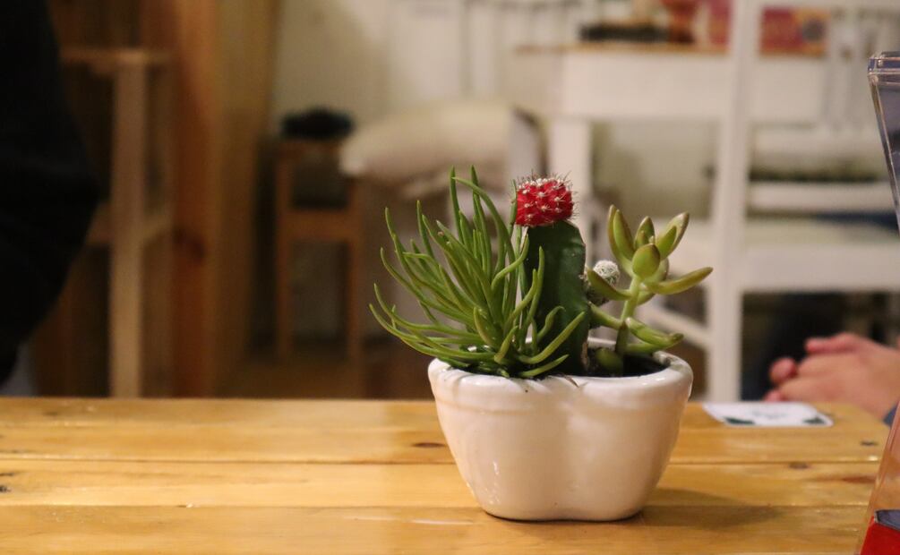 Así puedes devolverle la vida a una planta en pocos días. Foto: Pixabay