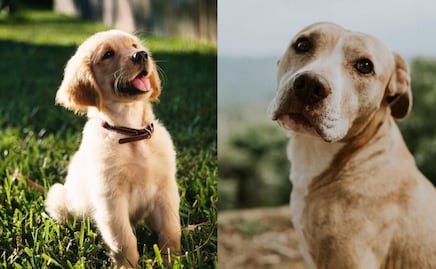 ¿Cuál es el peso ideal de un perro, según veterinaria?