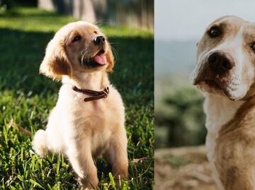 ¿Cuál es el peso ideal de un perro, según veterinaria?