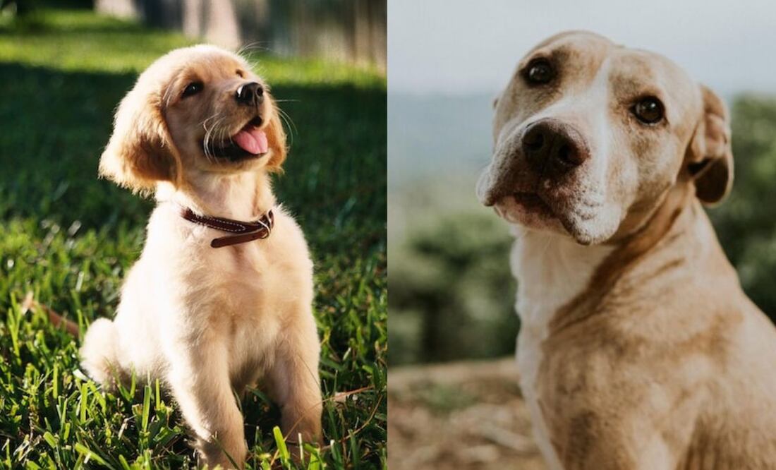 Saber cuánto pesa un perro según su tamaño es importante, pero no debe ser la única referencia. Fuente: Freepik.