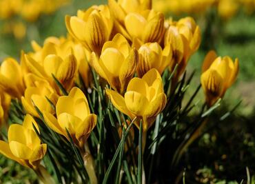 ¿Cuándo y por qué se regalan flores amarillas en septiembre?