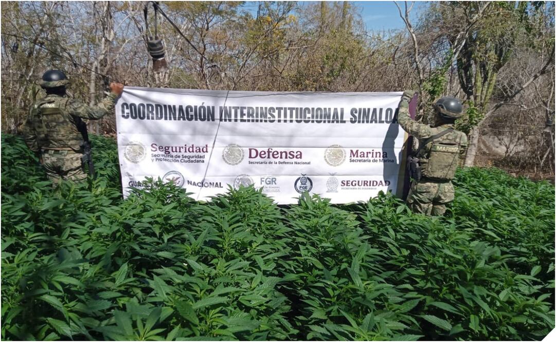 Sembradío de marihuana en Sinaloa. Foto: Especial