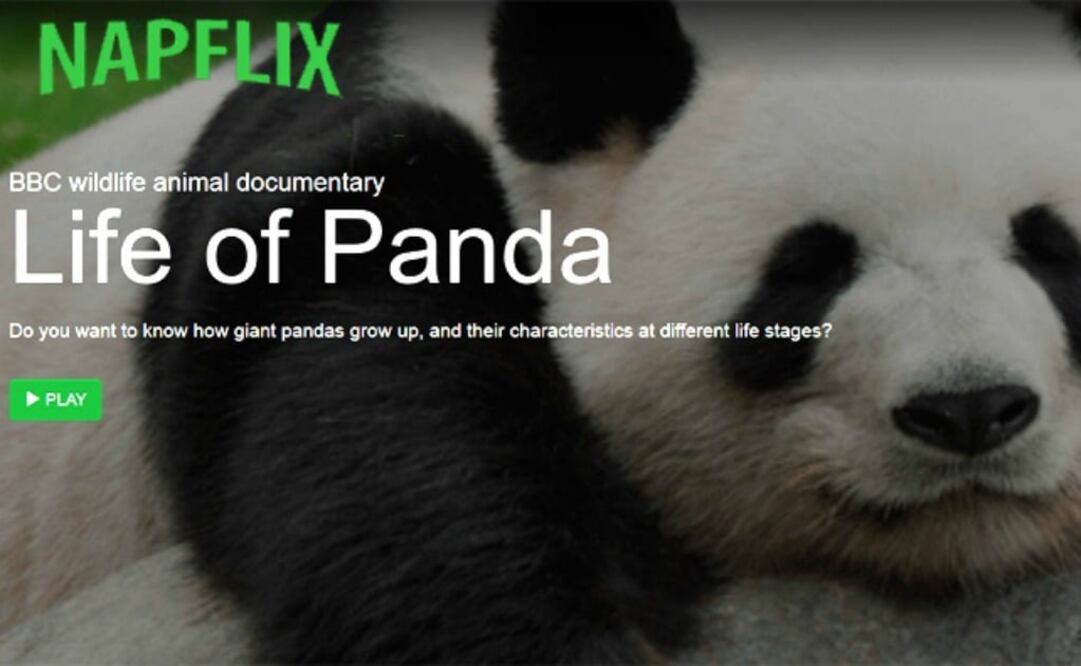 Hasta el momento, el video de mayor éxito, por la cantidad de visitas, es un documental sobre la vida de los osos panda