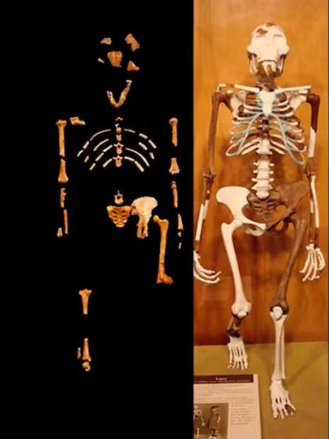 Lucy ha sido una referencia ineludible en la paleoantropología. Fuente: Freepik.