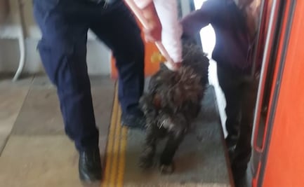 Rescatan a perrito en vías del Metro de la estación Río de los Remedios 