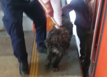 Rescatan a perrito en vías del Metro de la estación Río de los Remedios