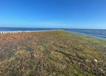 Yucatán en alerta por arribo de grandes cantidades de sargazo a sus costas; prestadores de servicios temen que afecte al turismo