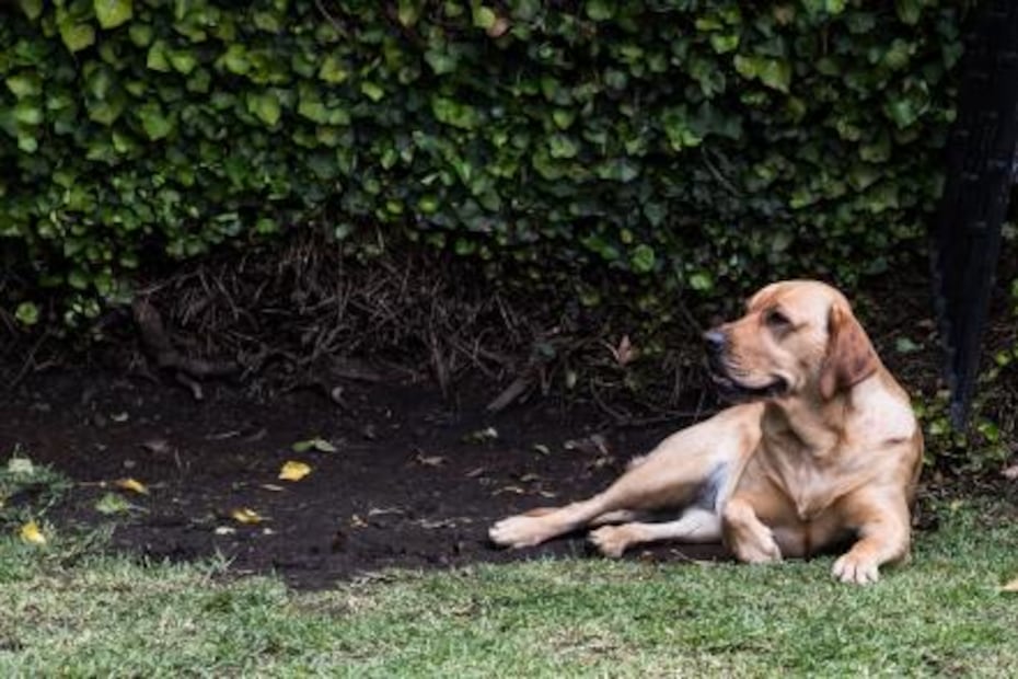 De perros de la calle a héroes
