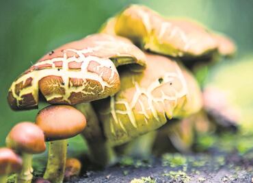 Propiedades de hongos para combatir cáncer de próstata