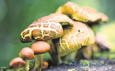 Propiedades de hongos para combatir cáncer de próstata