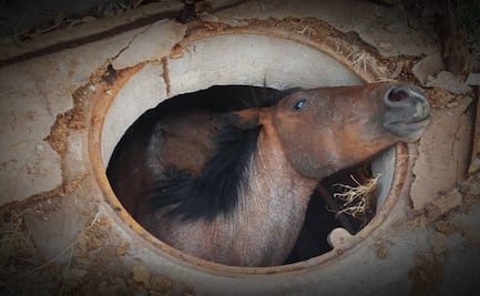 VIDEO: Rescatan a caballo que cayó a registro de CFE en Temixco, Morelos