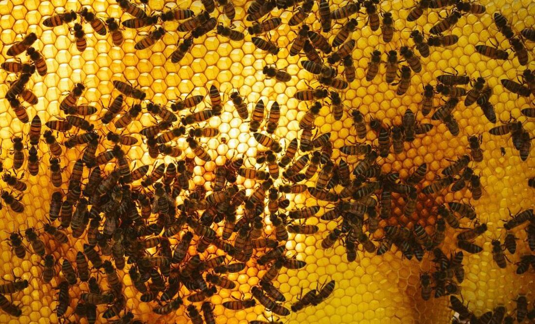 Foto: @queenbeehoney