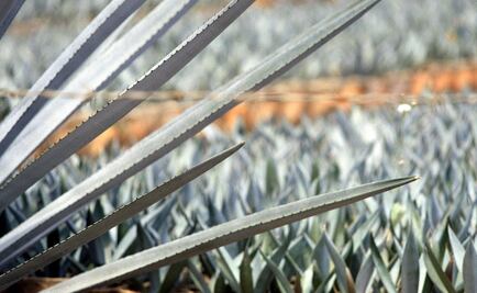 Mexicans design wind turbine blades made of agave