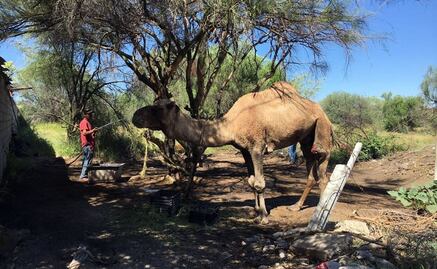 Rescata Profepa a 11 animales de circo en 3 meses