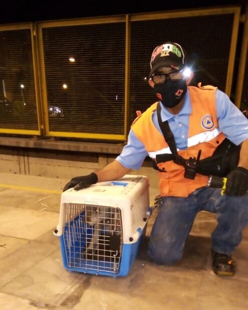 Personal del Metro CDMX rescata a can extraviado en vías de la línea B
