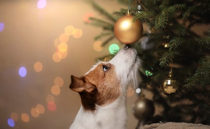Te decimos cómo tomar las mejores fotos de tu mascota
