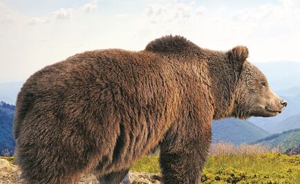 Estados Unidos saca al oso grizzly de la lista de especies amenazadas