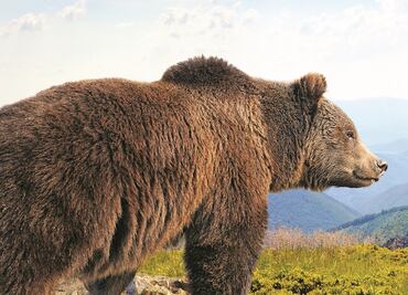 Estados Unidos saca al oso grizzly de la lista de especies amenazadas