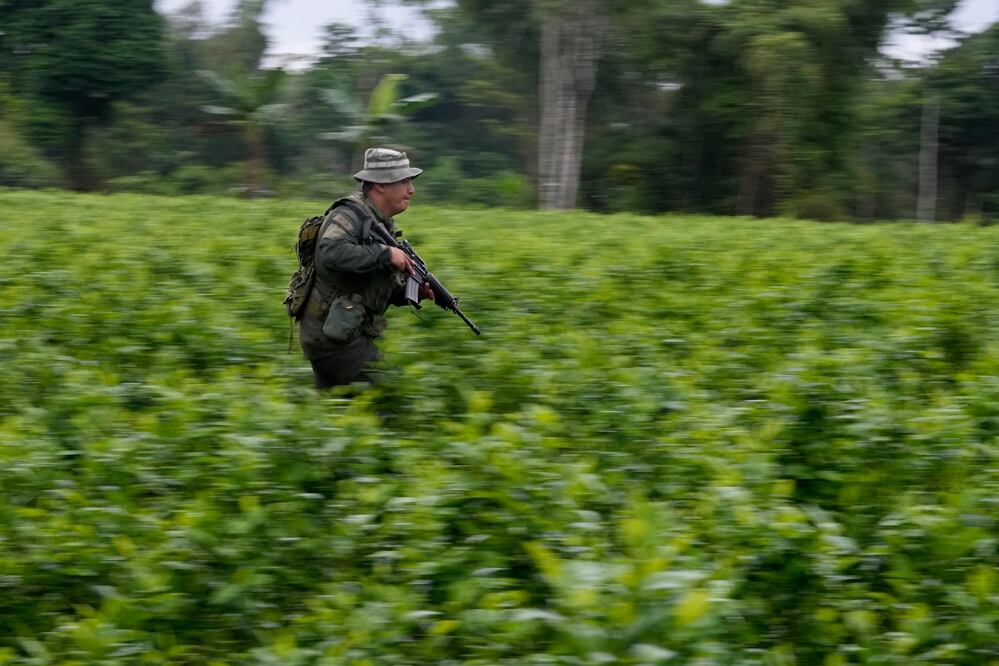 Plantas de hoja de coca en una aldea en el municipio de El Charco, en el departamento colombiano de Nariño. AP