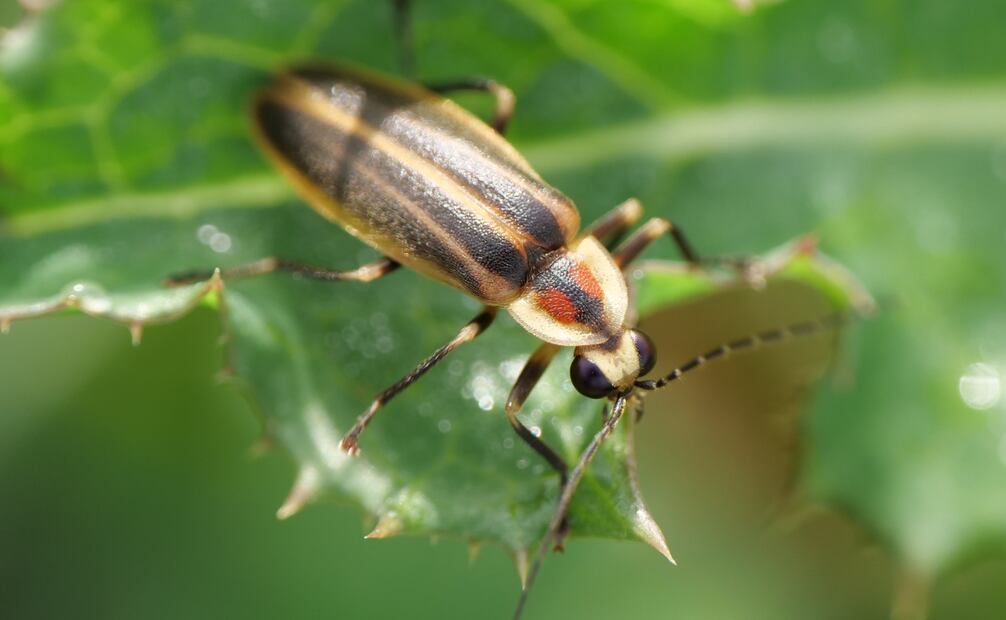 De acuerdo con los científicos, la población de estos insectos está disminuyendo a un ritmo acelerado y preocupante. Foto: Canva