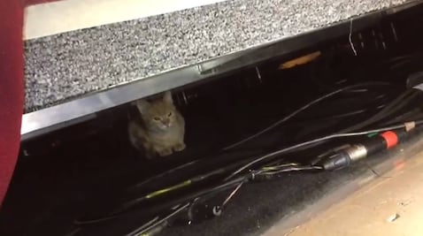 Un gato, el asistente inesperado a la mañanera de AMLO