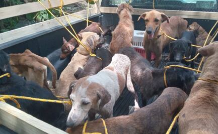 Rescatan a docenas de perros y gatos en condiciones críticas de abandono en Veracruz; algunos no tienen ojos